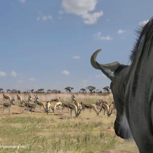 Afrika Eurooppaan ensi vuonna?